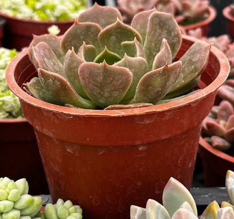 Echeveria Carmencita