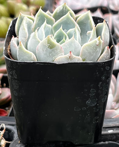 blue surprise succulent Echeveria Blue Surprise