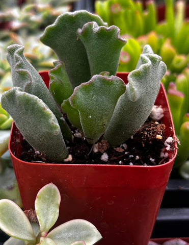 key lime pie succulent flowers Crinkle Leaf Succulent