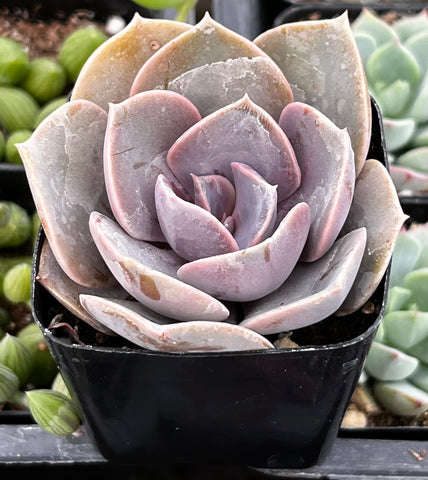 Echeveria 'Perle Von Nurnberg'