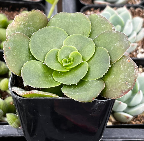Aeonium Undulatum