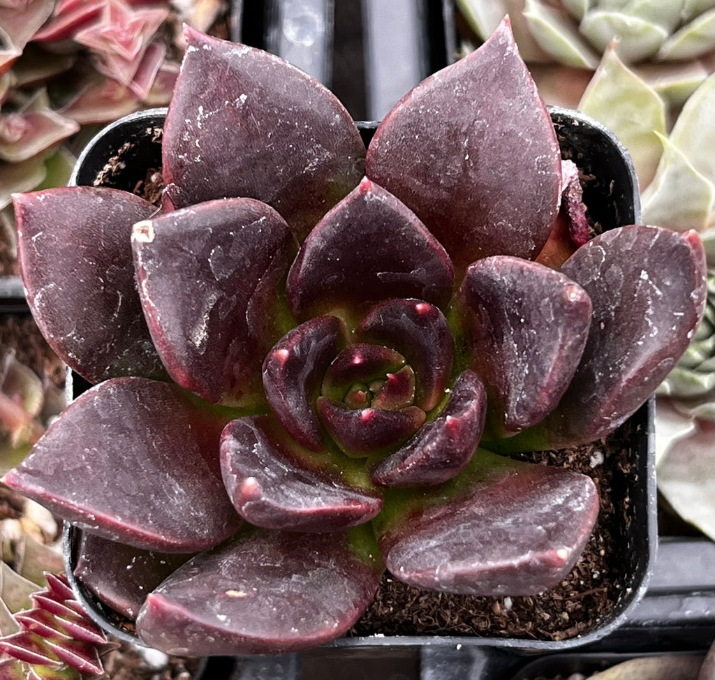 crested black prince succulent Echeveria Black Prince
