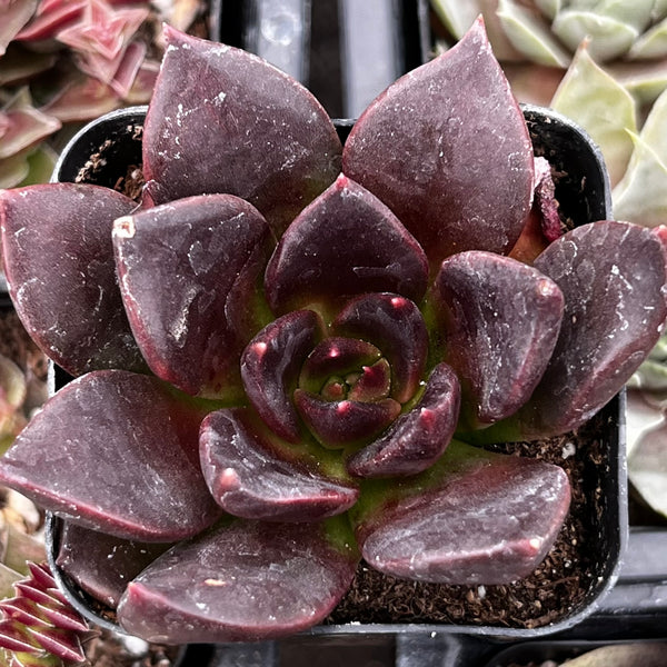 black prince echeveria succulent Echeveria Black Prince