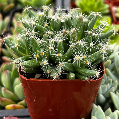 Trichodiadema Densum