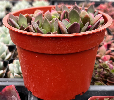 anacampseros succulent care Anacampseros