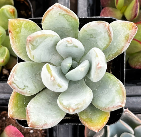 Graptoveria 'Grim One'