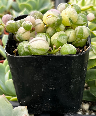 variegated string of pearls succulent Variegated String of Pearls