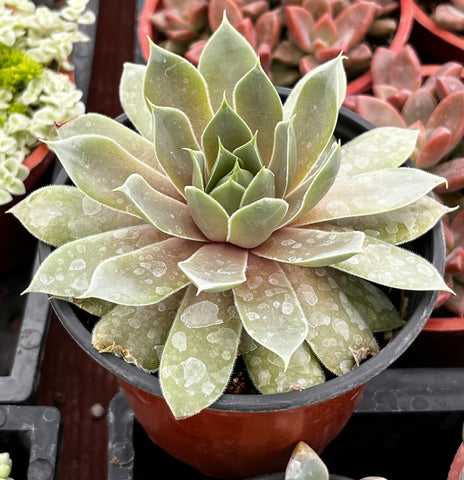Sempervivum Commander