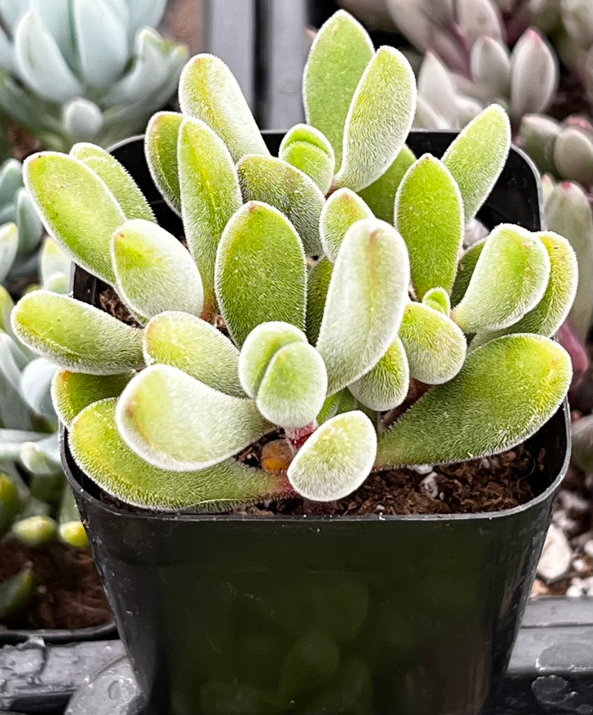 green bean plant succulent Crassula Congesta Green Beans