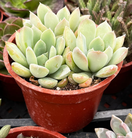 Echeveria Green Pearl