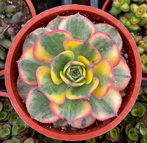 Aeonium Sunburst
