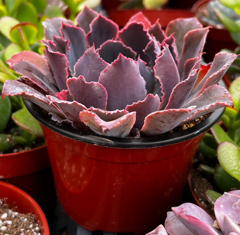 neon breakers succulent Echeveria Neon Breaker