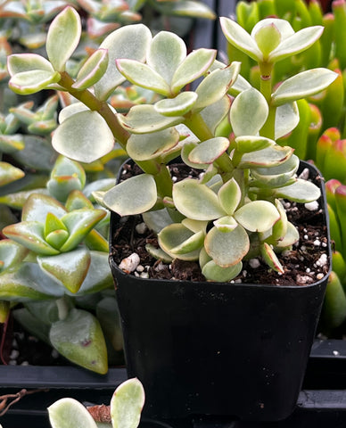 elephant jade succulent Portulacaria Afra Elephant Bush