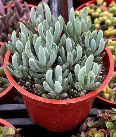 Senecio Blue Chalk Sticks