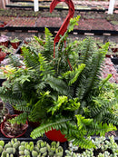 Indoor Hanging Fern Plant