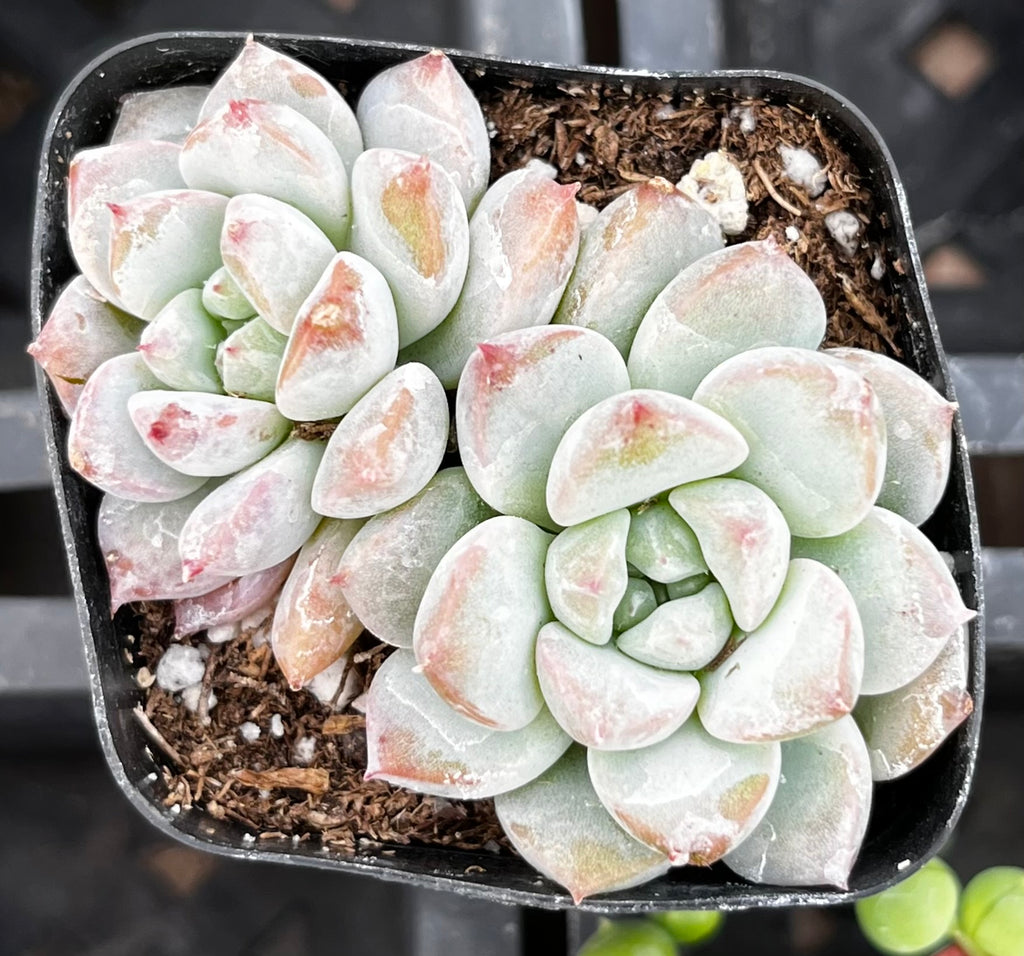 Echeveria Monroe
