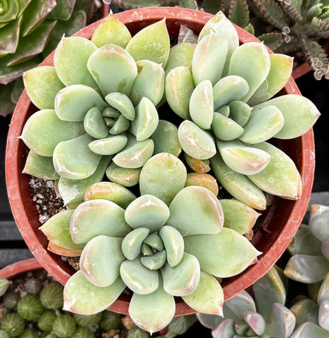 Echeveria Green Pearl