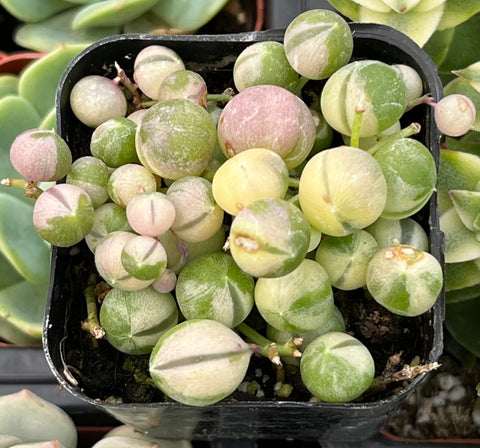 string of pearls flower seeds Variegated String of Pearls
