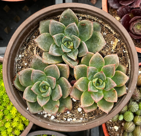 Sedum Spring Glow