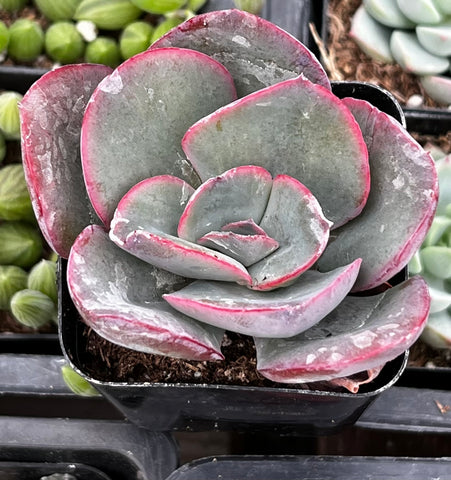 Echeveria Blue Sky