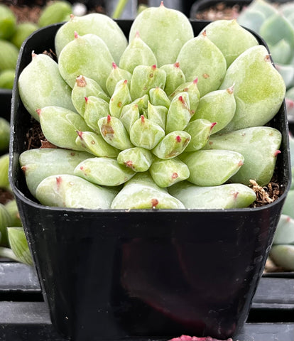 Echeveria Irish Mint