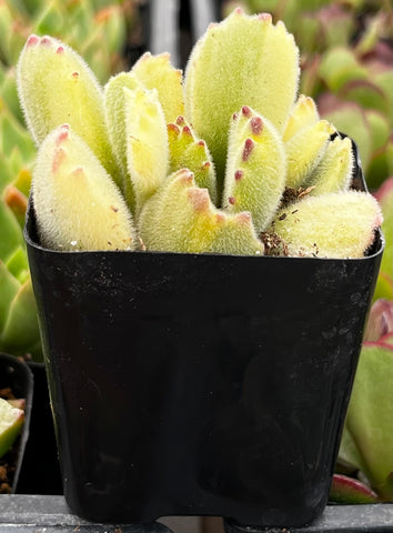 Variegated Cotyledon Bear's Paw