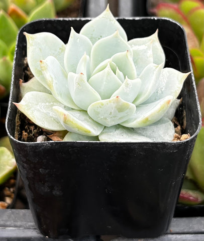Echeveria Blue Rose