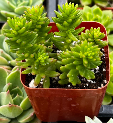 Sedum Spiral Staircase