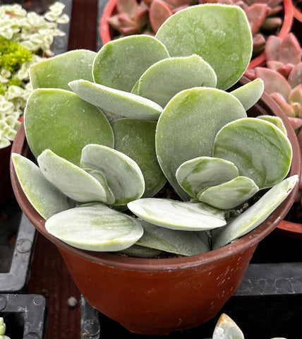Crassula Cotyledonis