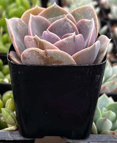 Echeveria 'Perle Von Nurnberg'