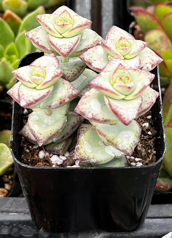 Crassula String of Buttons