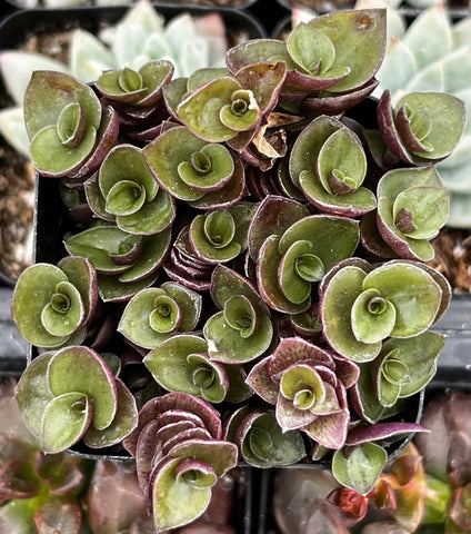 vine succulent plant Callisia Repens Turtle Vine