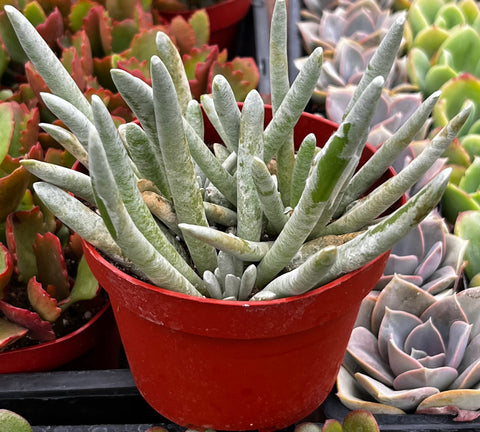 woolly senecio succulent Senecio Woolly
