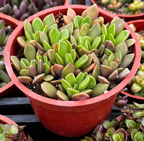 Purple Anacampseros