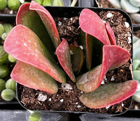 fire dragon succulent Kalanchoe Dragonfire