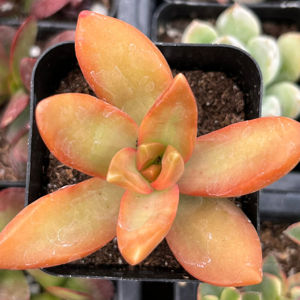 sunstorm succulent Sedum Firestorm 2 inch