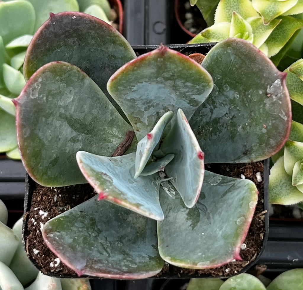 Echeveria Blue Sky