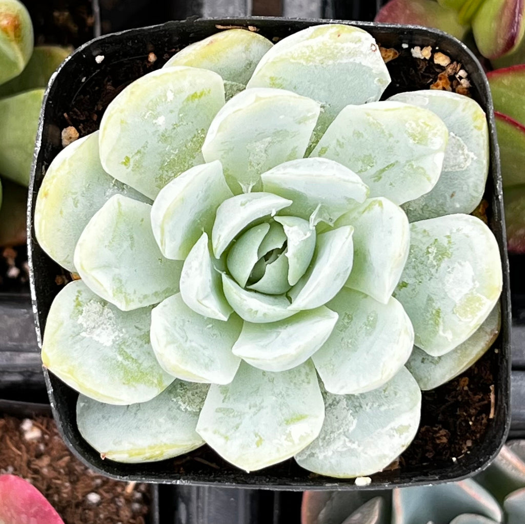 Echeveria Elegans Mexican Snowball