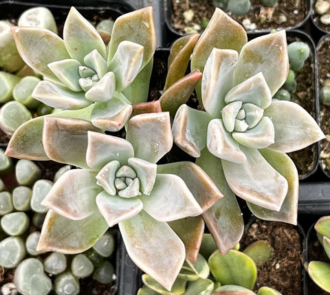 Graptopetalum Paraguayense