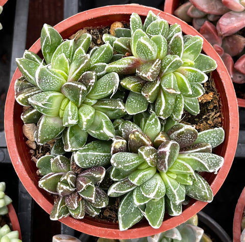 Faumatium Hybrid
