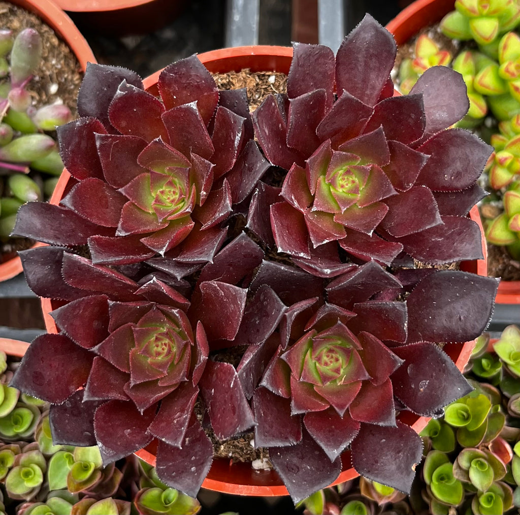 Aeonium Phoenix Flame