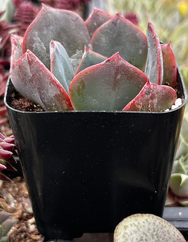 lavender succulent plant Echeveria Lavender Cloud