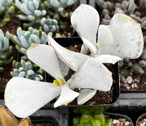 pig's ear succulent plant Cotyledon Orbiculata Pig's Ear