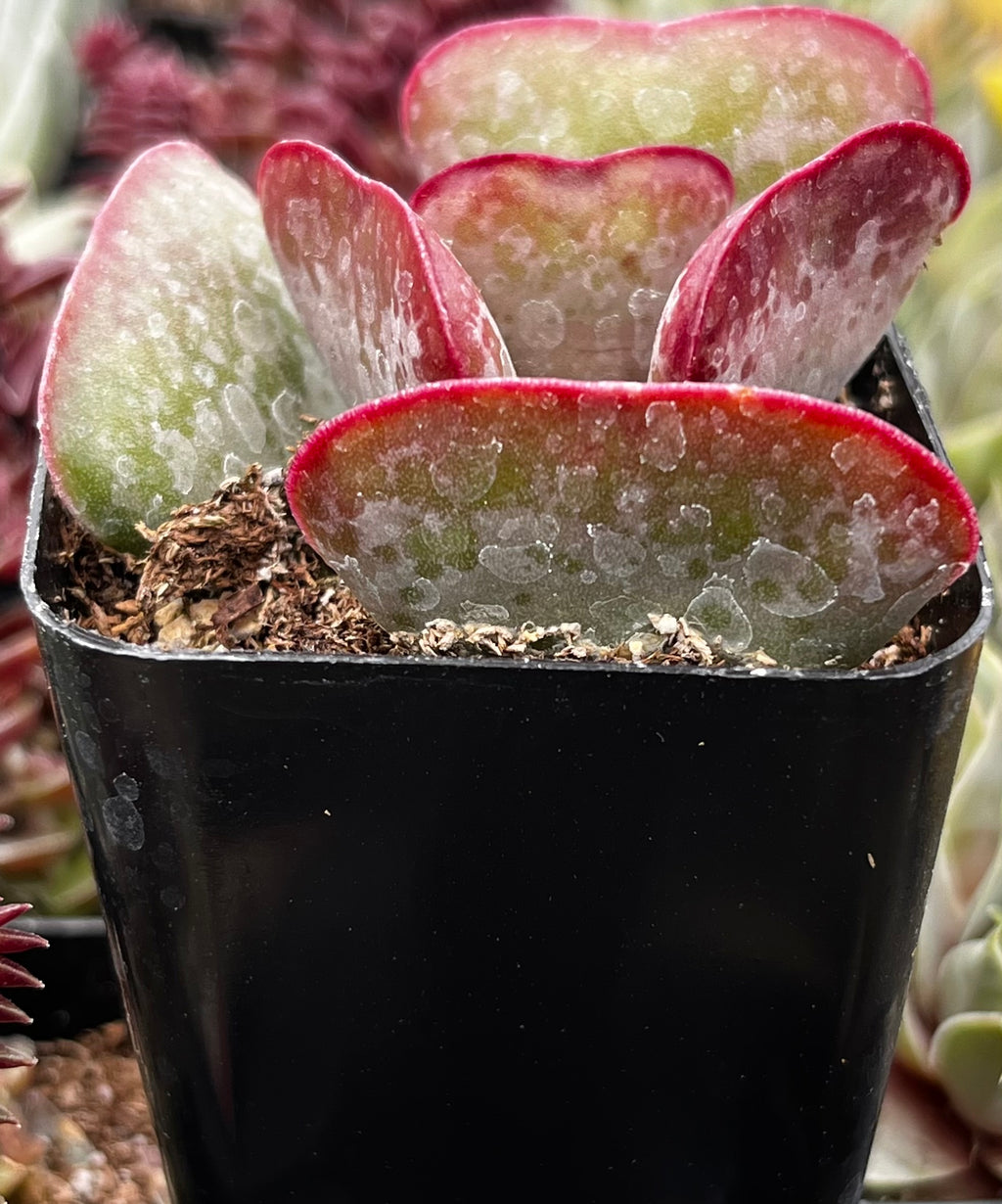 calico hearts succulent care Adromischus Triflorus Calico Hearts