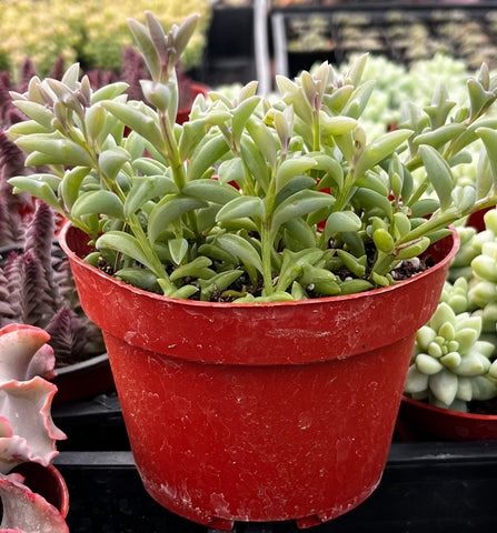 where to buy dolphin succulents near me String of Dolphins