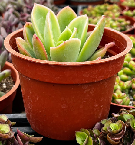 Echeveria Golden Glow
