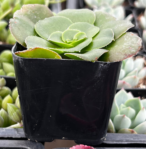 Aeonium Undulatum