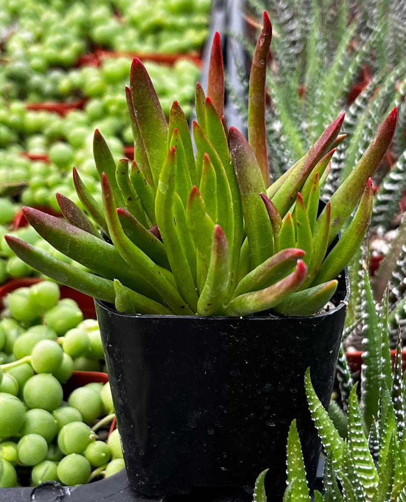 Crassula Devil's Horns