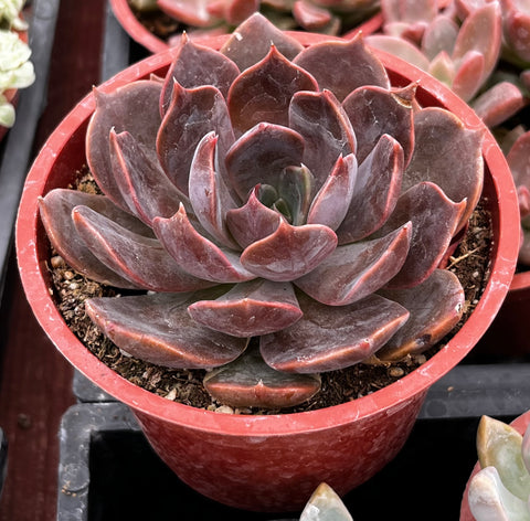 Echeveria Marrom