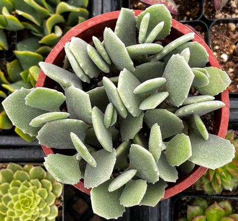 Kalanchoe Milottii